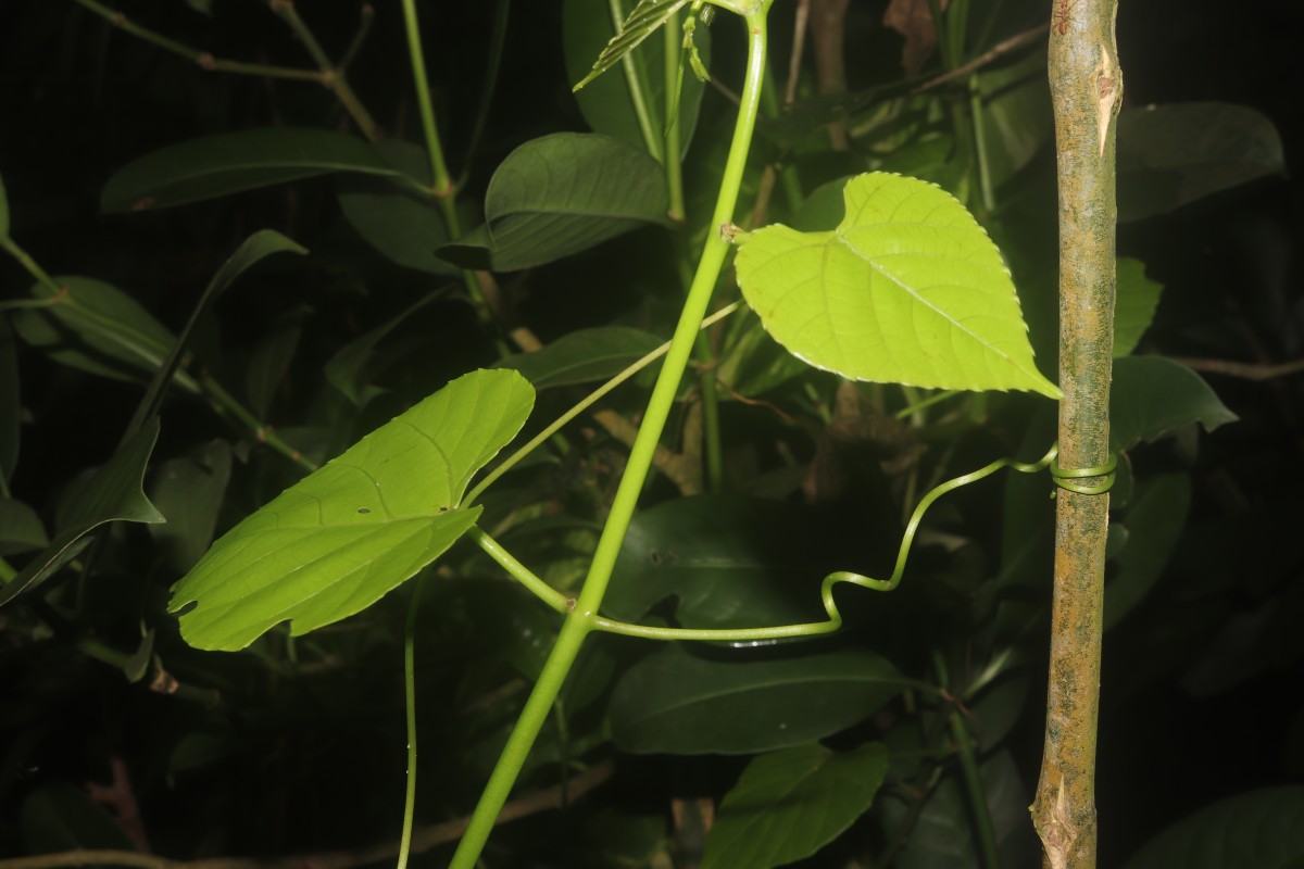 Cissus lonchiphylla Thwaites